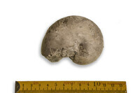 F 07344
<br/>
<br/>
<em></em>